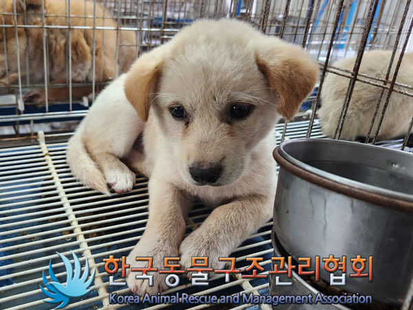 종료(입양) 믹스견…